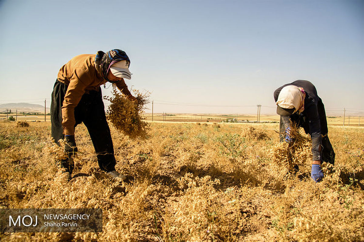 برداشت گندم از اطراف شهر سنندج 