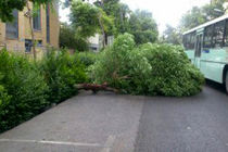 3 برابر شدن جریمه خسارت عمدی به درختان در اصفهان