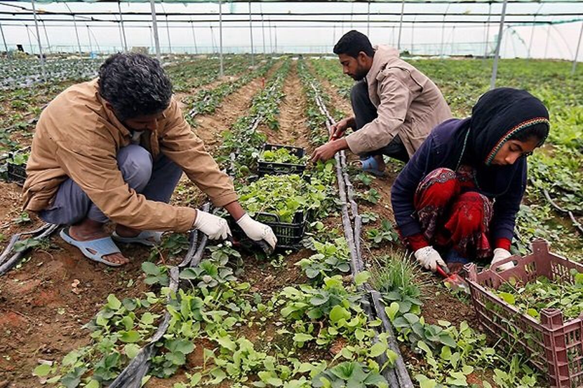 اشتغال روستایی