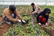 120 عنوان طرح اشتغال روستایی در اردبیل نظارت میشود