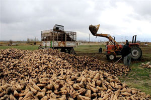 بیش از ۱.۳ میلیون تن چغندرقند پاییزه در خوزستان برداشت شد