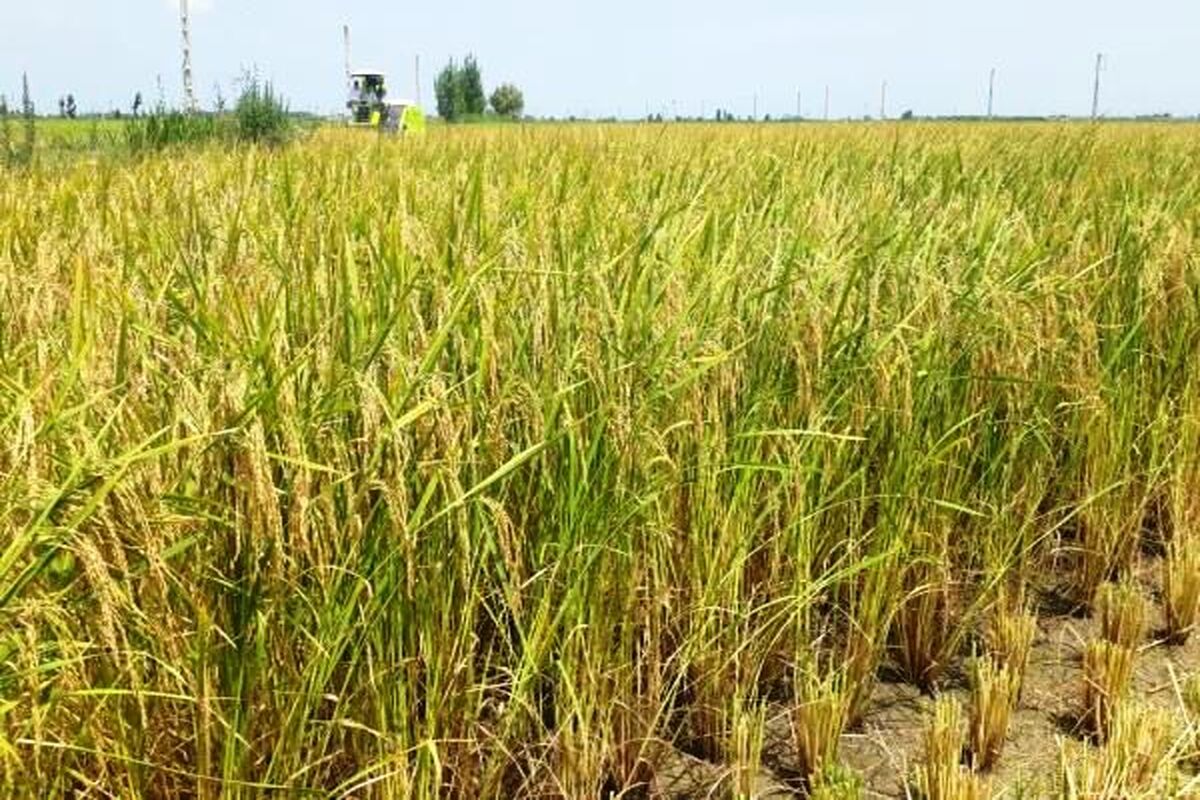 کشت مجدد برنج