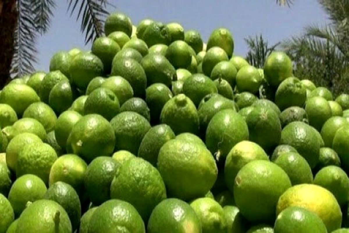 لیموترش احتکار شده