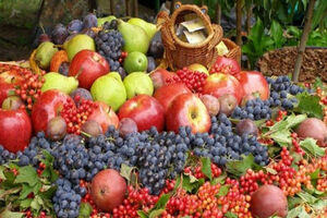 282 هکتار مساحت باغ های آلو در اسدآباد است