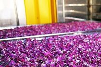 آغاز برداشت گل محمدی در 25 هکتار از باغات مهریز