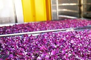 رتبه نخست ملایر در کشت گل محمدی