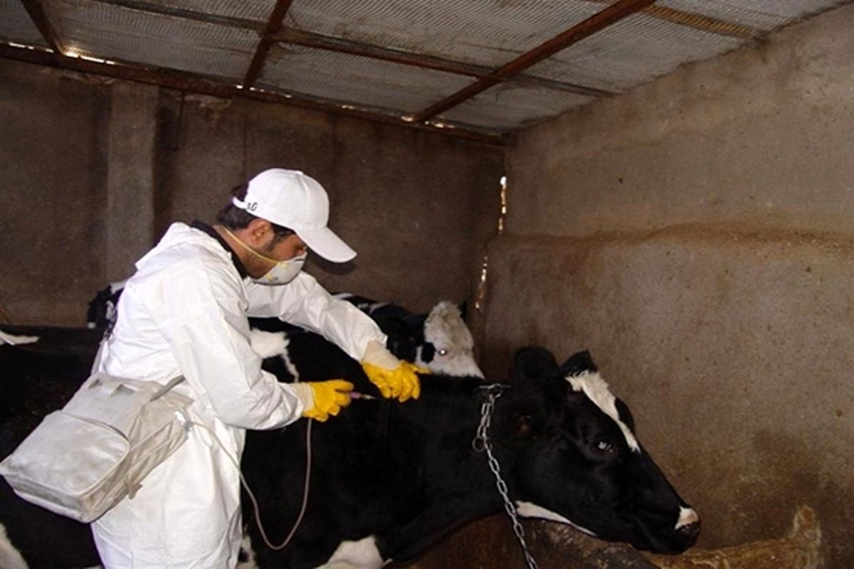 واکسیناسیون دام