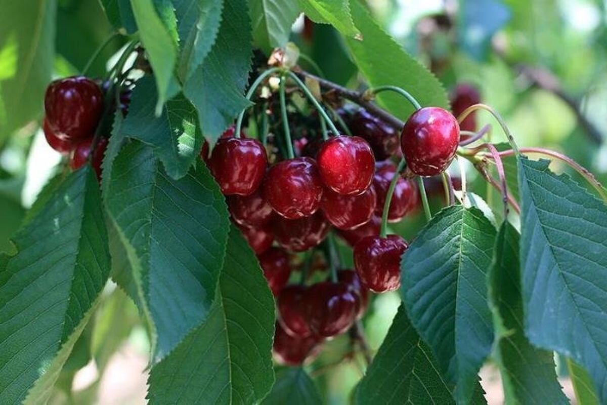 میوه