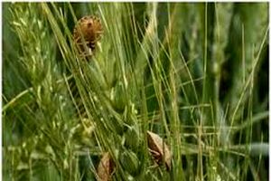  مبارزه با آفت سن غلات در مزارع گندم و جو استان اصفهان