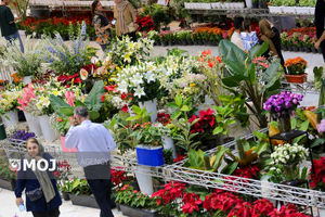 تولید گل شاخه بریده در خوزستان رونق می گیرد 