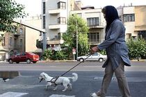 ممنوعیت سگ گردانی در تبریز با دستور دادستان عمومی