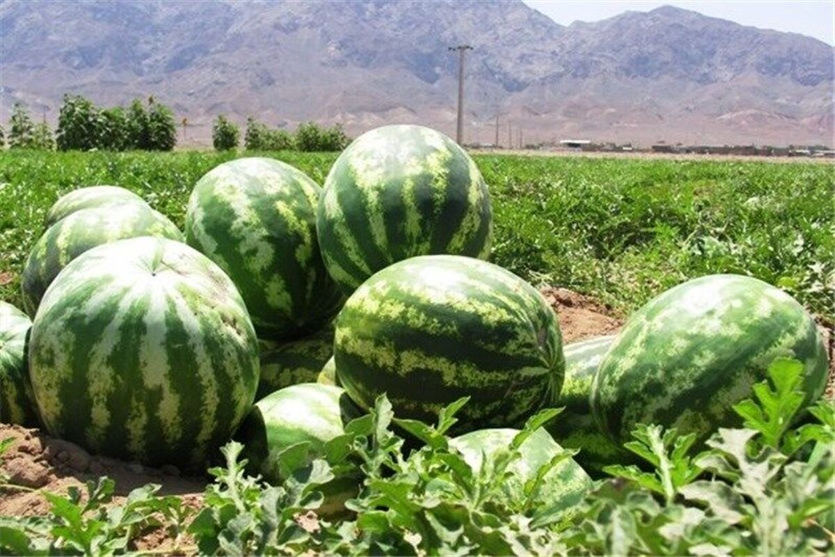 برداشت هندوانه