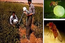 زنبور پارازیته «تریکو گراما» از عوامل کنترل بیولوژیک آفات زراعی و باغی تولید شد