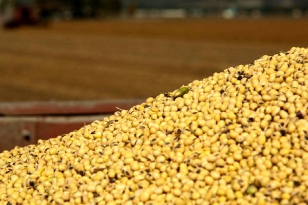 ۱۶ هزار تن کنجاله دامی با دستور قضایی از بندر امام خمینی (ره) ترخیص شد