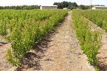 ایلام در مسیر احیای جنگل‌ها و مراتع با طرح نهال‌کاری  