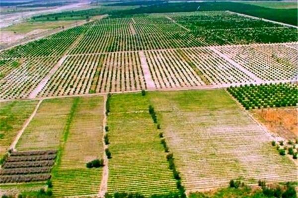 تسریع در حدنگاری و صدور سند زمین‌های کشاورزی سرلوحه برنامه‌های آینده است