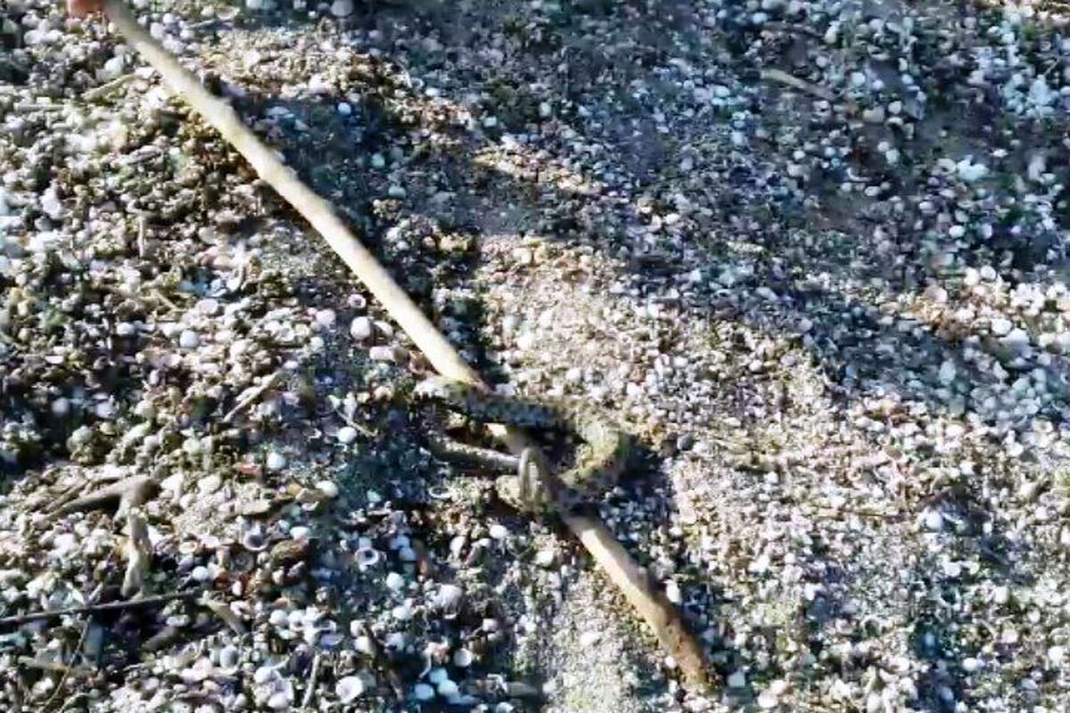 مارها در رادیو  دریای چالوس