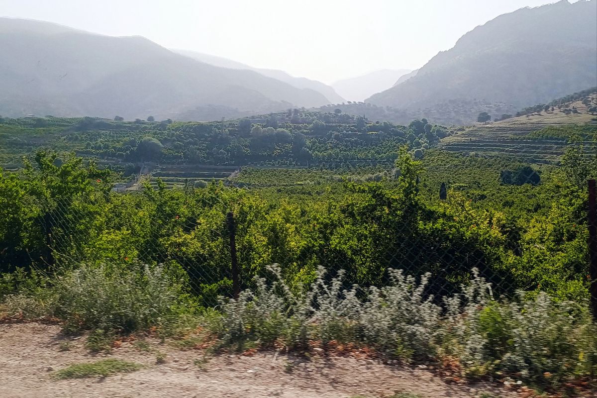 کوهمره سرخی شیراز 