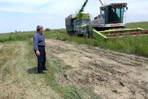 آغاز برداشت مکانیزه تریتیکاله در 70 هکتار اراضی گلوگاه