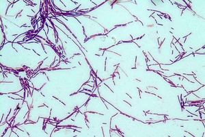 معرفی گونه جدیدی از  باکتری های نمک دوست توسط محققان ایرانی