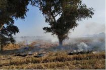 خودداری کشاورزان از سوزاندن بقایای مزارع خوزستان در فصل برداشت ضرورت دارد