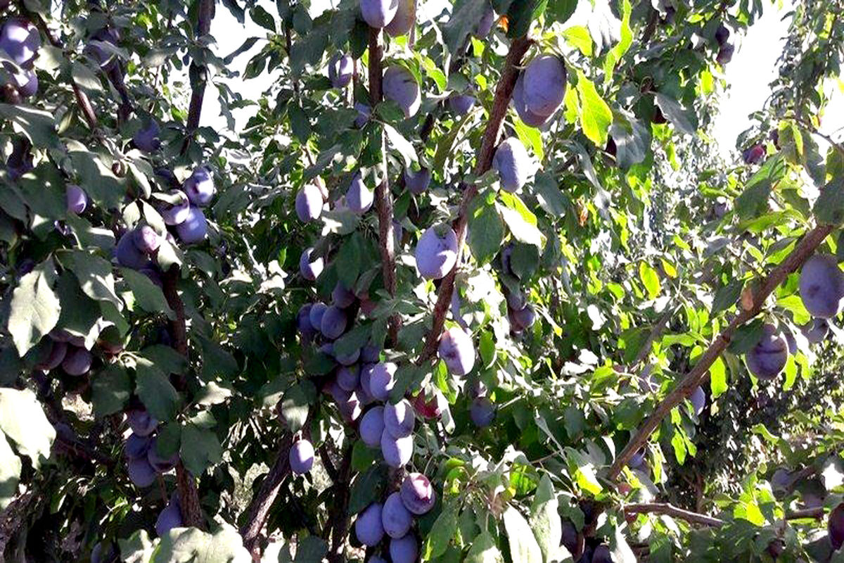 محصول آلو در کدکن 