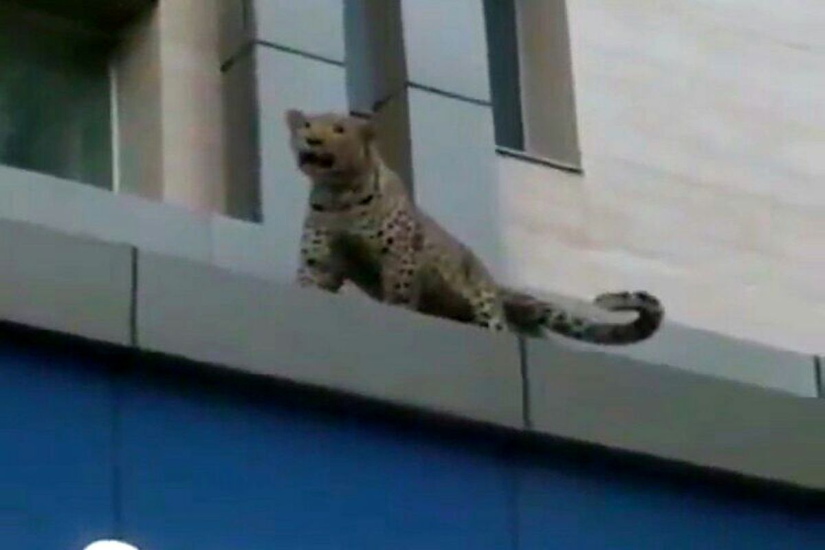 پلنگ سرگردان در قائمشهر