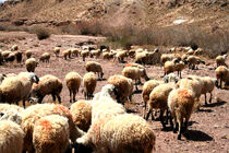 خشکسالی آسیب جدی برای عشایر خراسان رضوی است