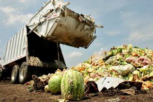 ۲۴ میلیون تن پسماند کشاورزی به چرخه خوراک دام بازمی‌گردد