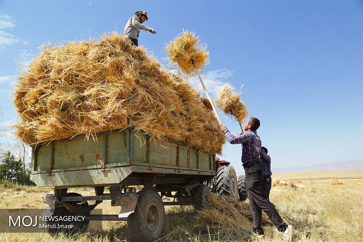 برداشت گندم در شهرستان اهر