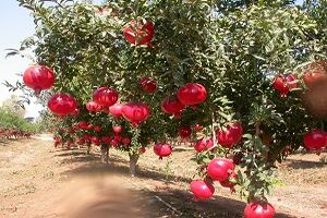 توسعه 20 هزار هکتاری باغات در استان قم