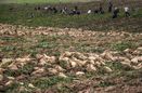 بیش از 7 هزار از اراضی استان به کشت چغندرقند تعلق گرفته است