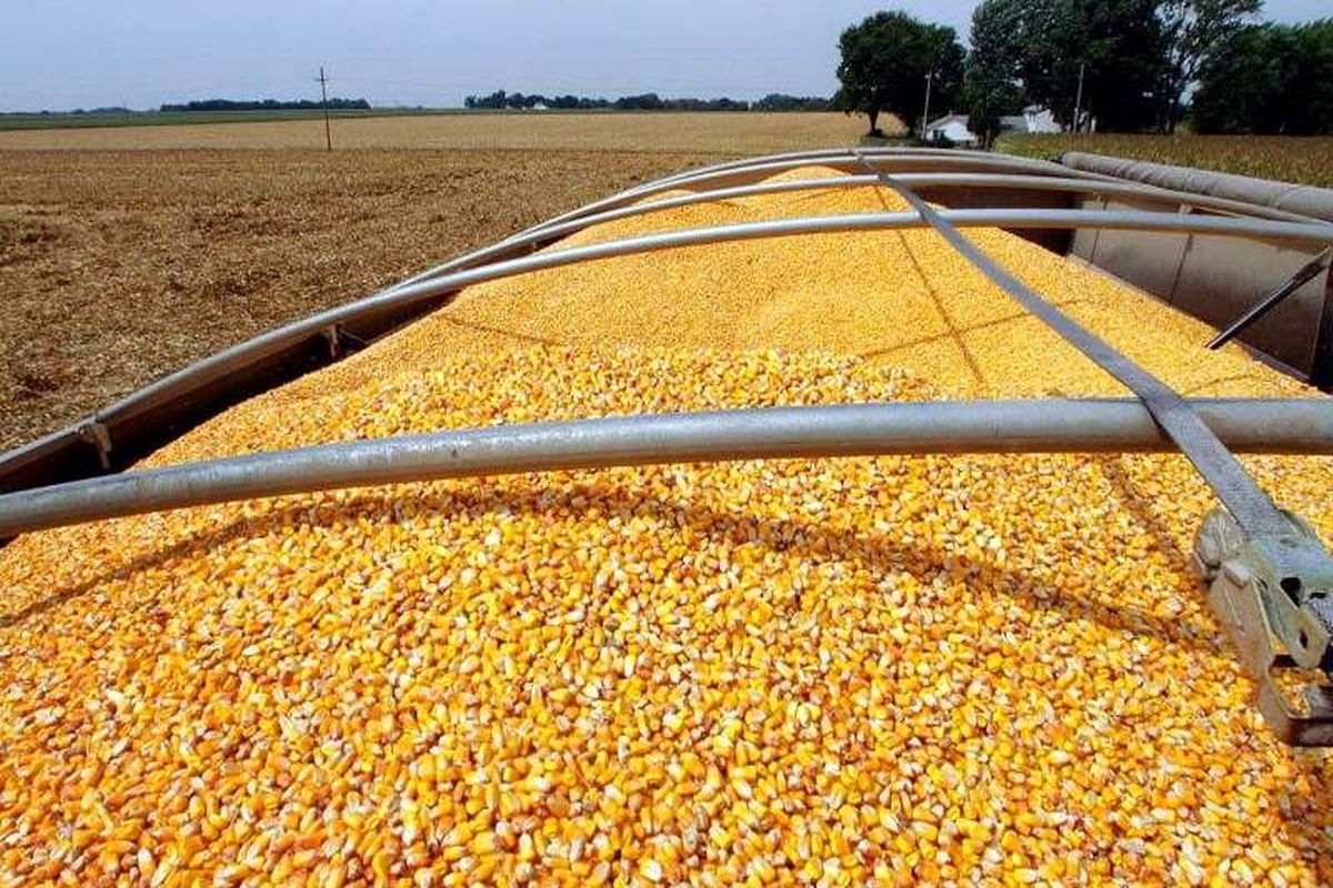 ذرت دامی قاچاق