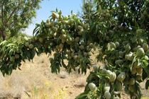ظرفیت ۲۳ هزار هکتاری باغات بادام در چهارمحال و بختیاری