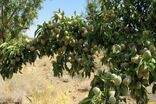 ظرفیت ۲۳ هزار هکتاری باغات بادام در چهارمحال و بختیاری