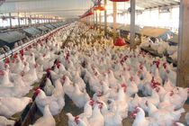 تشکیل پرونده تخلف 39 میلیارد ریالی برای مرغداری های متخلف