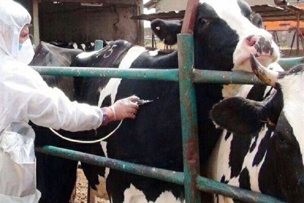 عملیات سراسری واکسیناسیون تب‌برفکی آغاز شد