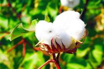  آغاز کشت پنبه در ۱۰ هکتار اراضی زراعی بهشهر