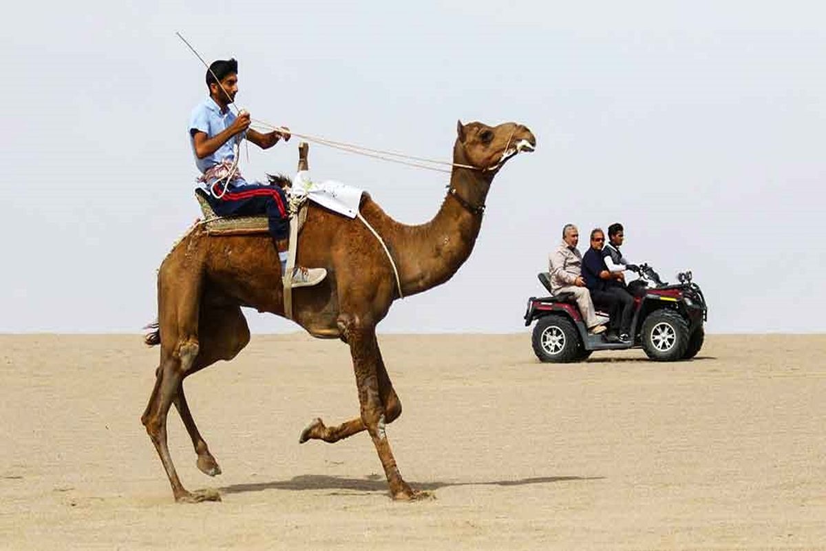 مسابقات شترسواری