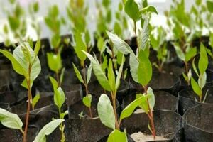 تولید سالانه 12 میلیون اصله نهال پسته در مهریز