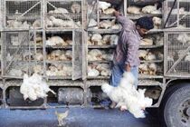 خطر شیوع آنفولانزای پرندگان در کرمانشاه/ مردم از خرید مرغ زنده خودداری کنند
