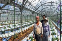 خیار با هوش مصنوعی گوگل پرورش می یابد