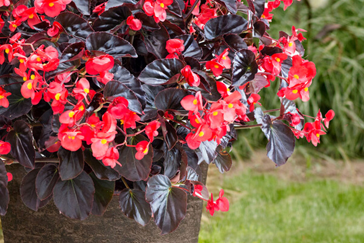 گیاهان پاییزی