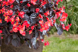 کاشت انواع گیاهان پاییزی با اعتبار 160 میلیارد ریال در شهراصفهان 