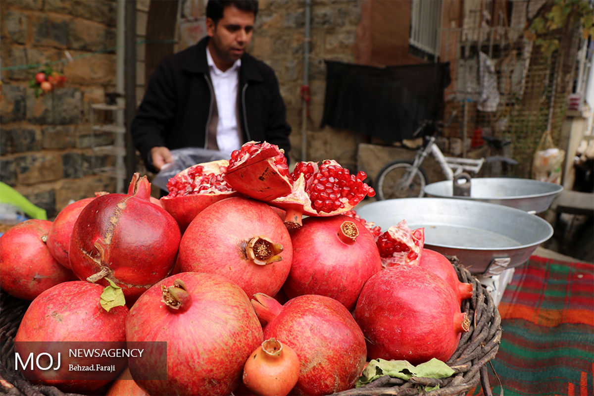 مراسم شکرگزاری برداشت انار در روستای زردویی شهرستان پاوه 