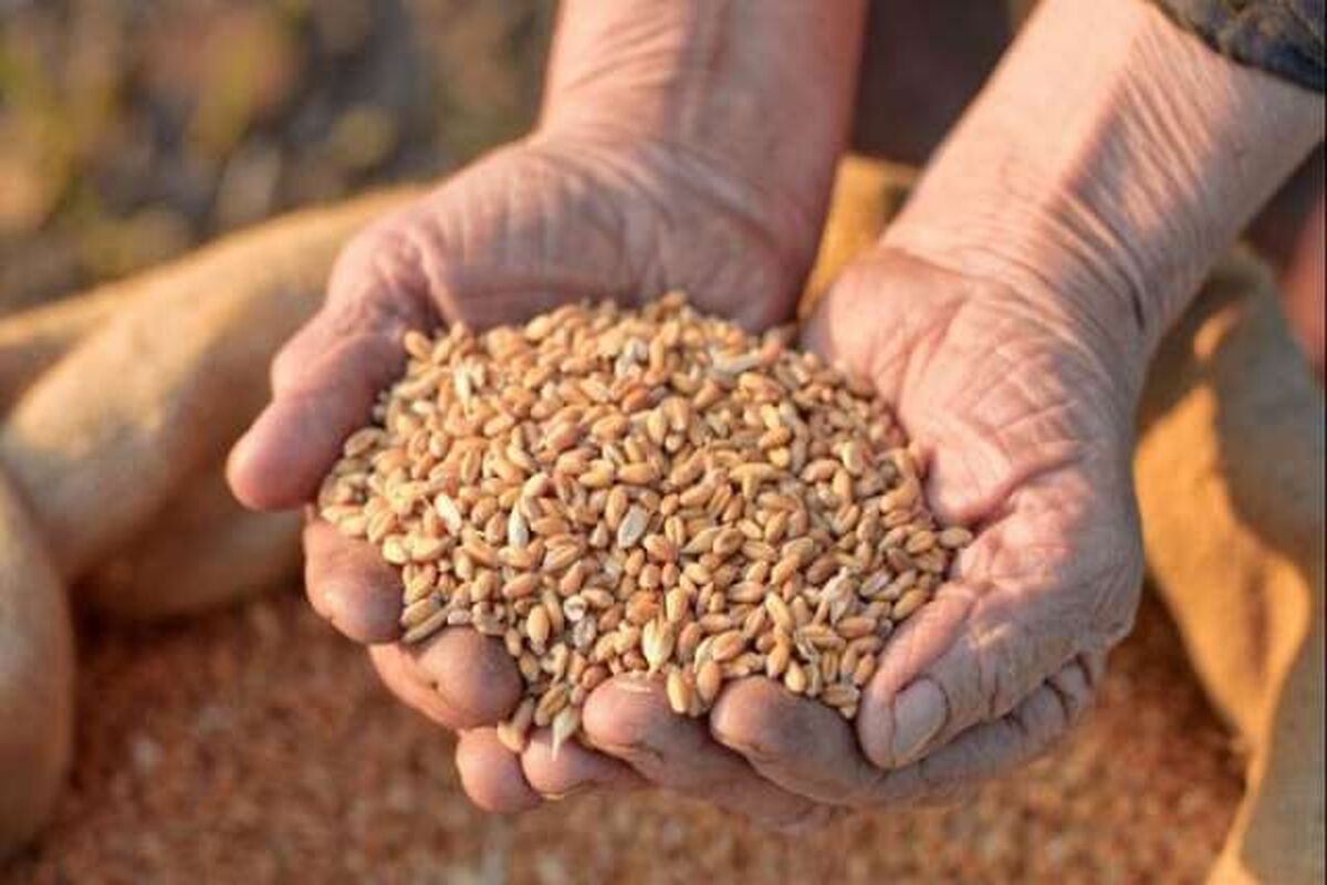 تحویل بذر گندم به  کشاورزان گیلانی