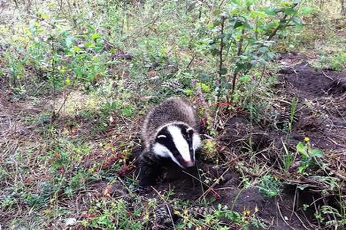 رها سازی رودک در لنگرود
