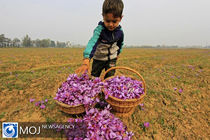 زعفران از فهرست محصولات کشاورزی عوارض آب مجازی حذف شد