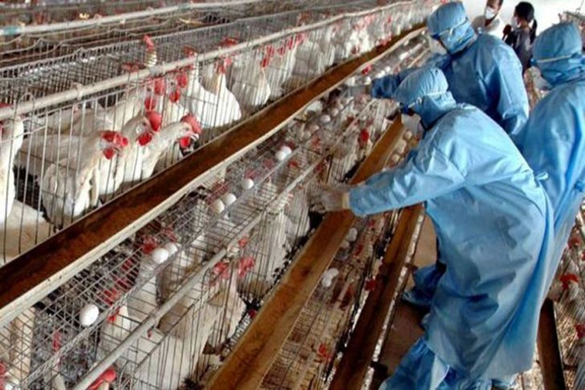 آنفلوآنزای فوق حاد پرندگان