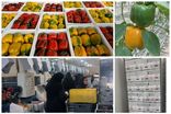 صادرات ۷۶۰ تن محصولات گلخانه ای از بیضا به اوراسیا 